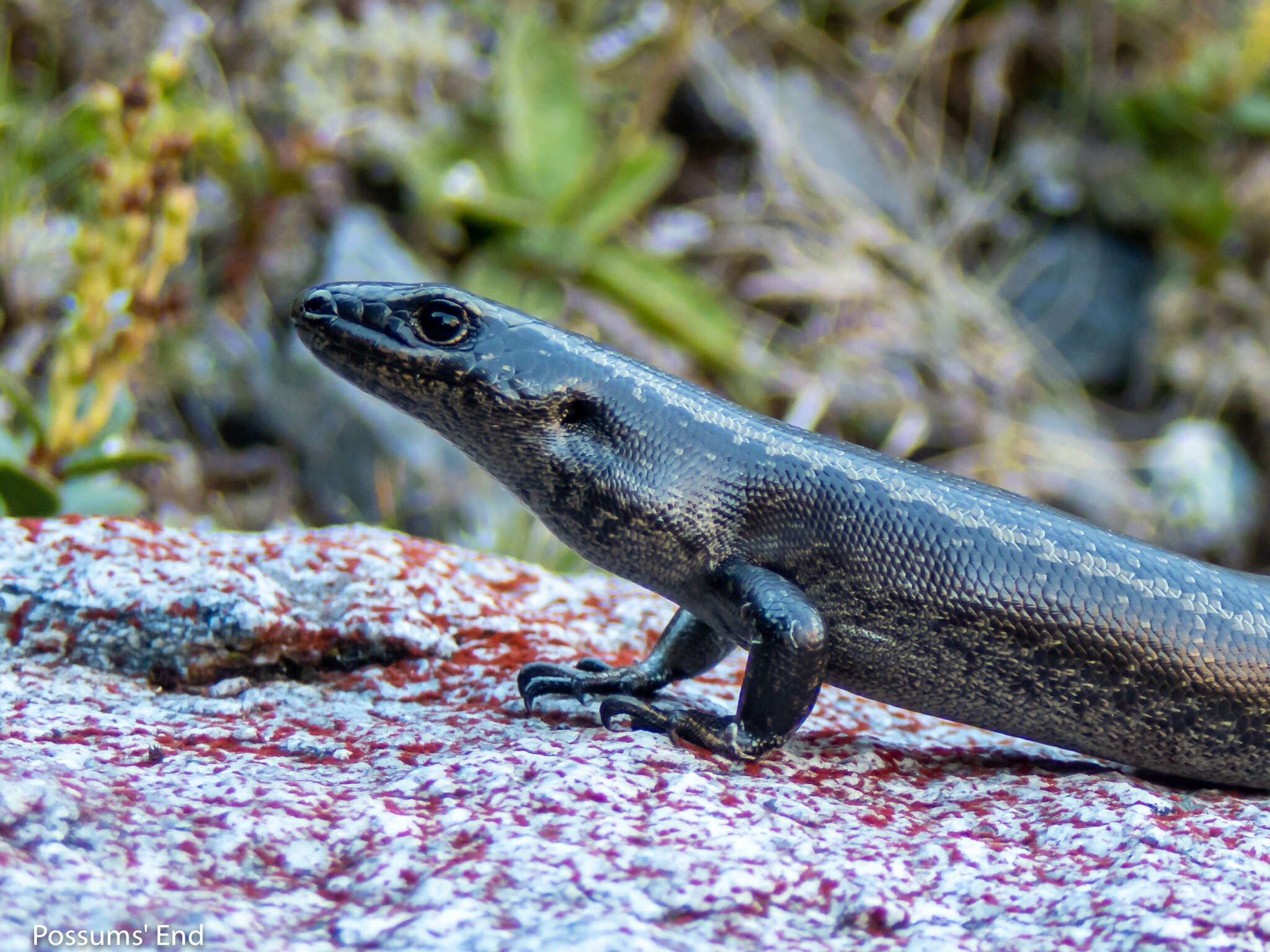 Image of Barrier skink