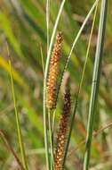 Image of beaked sedge