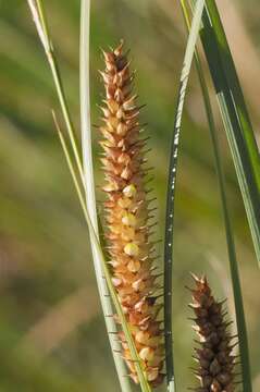 Image of beaked sedge