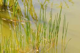 Image of Eleocharis palustris subsp. waltersii