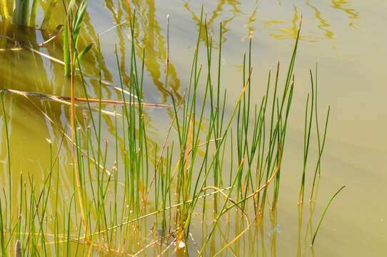 Image of Eleocharis palustris subsp. waltersii