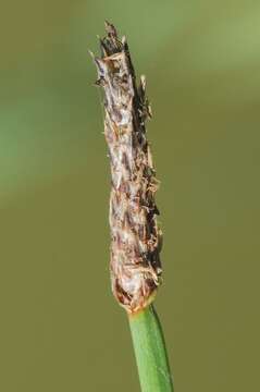 Image of Eleocharis palustris subsp. waltersii