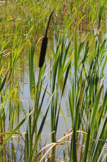 Image of Bulrush