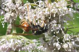 Image of Yellowjackets