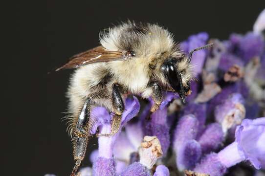 Image of Bombus veteranus (Fabricius 1793)