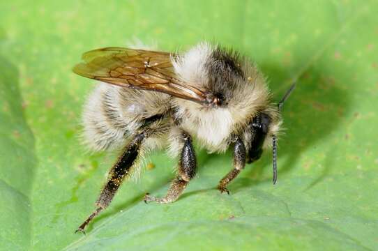 Image of Bombus veteranus (Fabricius 1793)