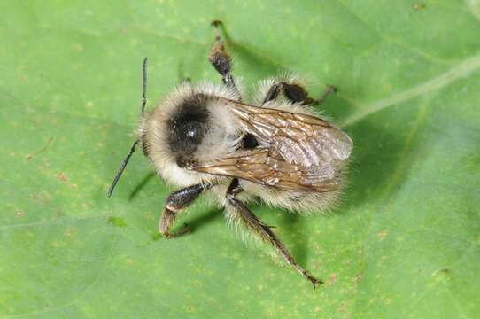 Image of Bombus veteranus (Fabricius 1793)