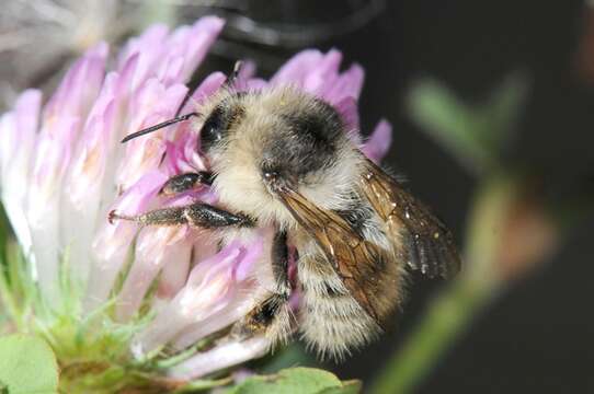 Image of Bombus veteranus (Fabricius 1793)