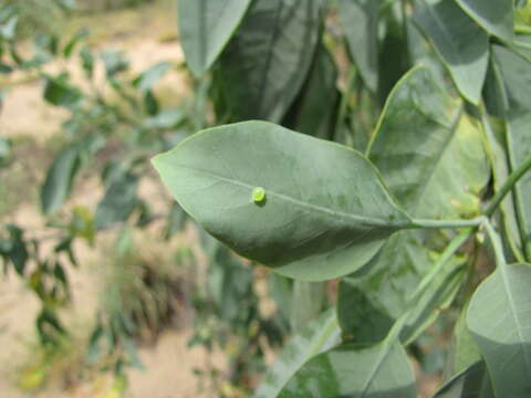 Image of tree tobacco