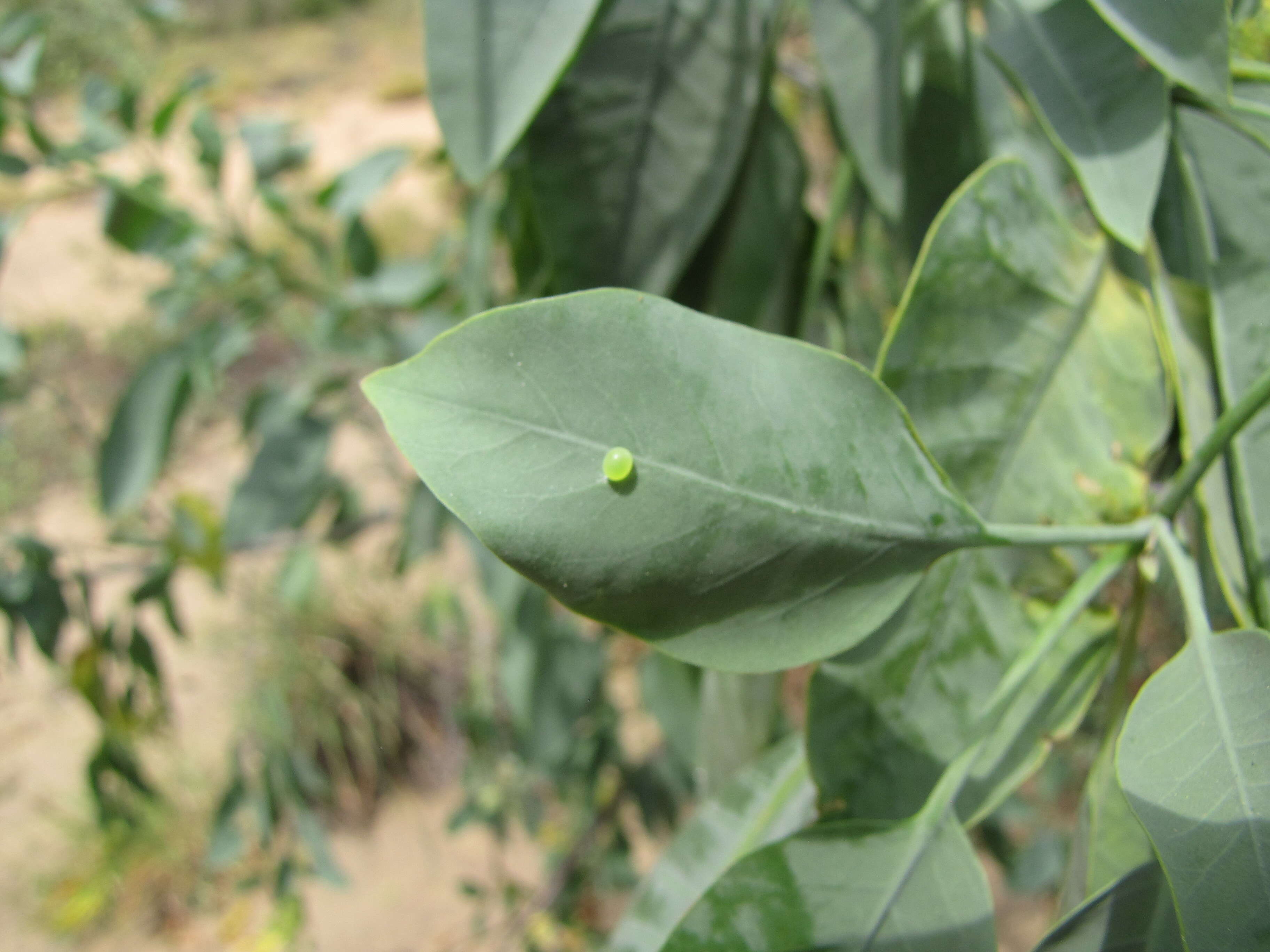 Image of tree tobacco