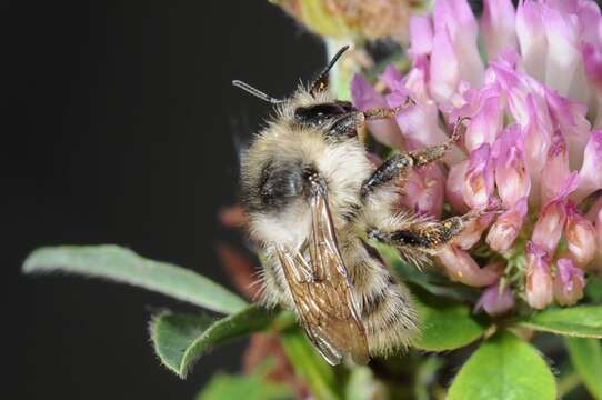 Image of Bombus veteranus (Fabricius 1793)