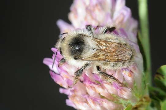 Image of Bombus veteranus (Fabricius 1793)