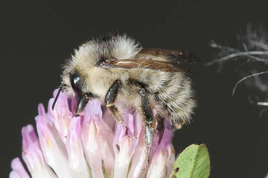 Image of Bombus veteranus (Fabricius 1793)