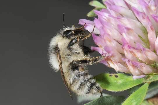 Image of Bombus veteranus (Fabricius 1793)