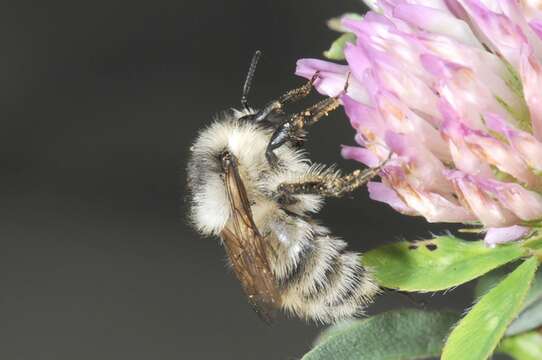 Image of Bombus veteranus (Fabricius 1793)