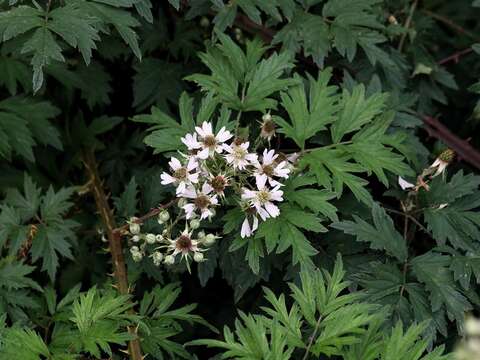 Image of cut-leaved bramble