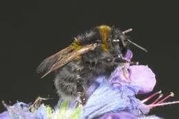 Image of short-haired bumblebee