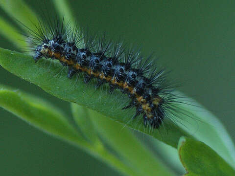 Image of Acronicta cinerea Hufnagel 1766