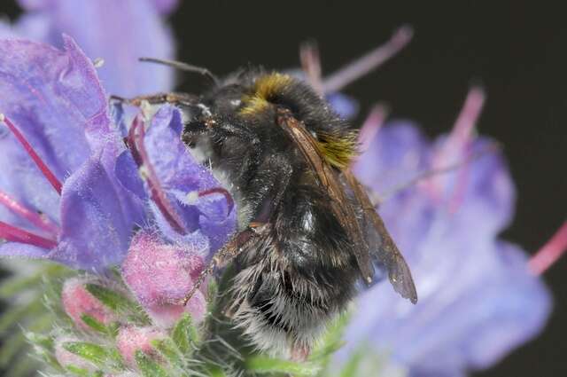 Image of short-haired bumblebee