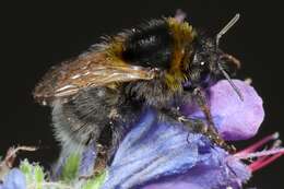 Image of short-haired bumblebee