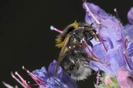 Image of short-haired bumblebee