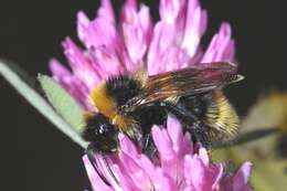 Image of Ashton's Cuckoo Bumblebee