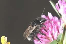 Image of Bombus soroeensis (Fabricius 1776)