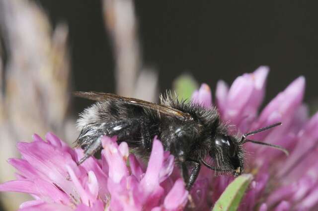 Image of Bombus soroeensis (Fabricius 1776)