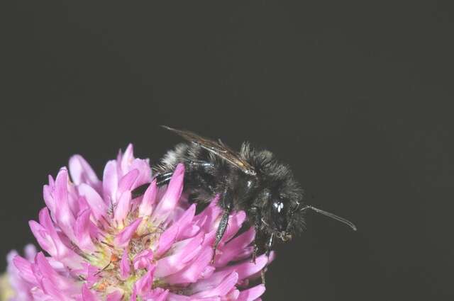 Image of Bombus soroeensis (Fabricius 1776)