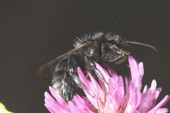 Image of Bombus soroeensis (Fabricius 1776)