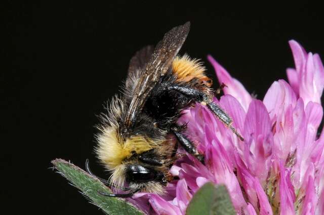 Image of Bombus soroeensis (Fabricius 1776)