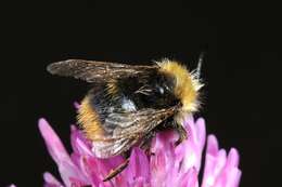 Image of Bombus soroeensis (Fabricius 1776)