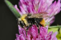 Image of Bombus soroeensis (Fabricius 1776)