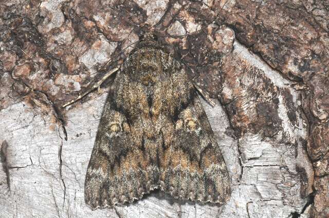 Image of Dark Crimson Underwing