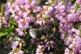 Image of honeybees, bumblebees, and relatives