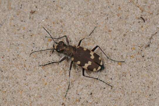 Image of tiger beetles