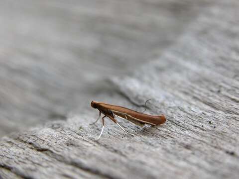 صورة Caloptilia