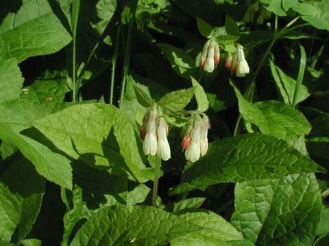 Imagem de Symphytum grandiflorum DC.