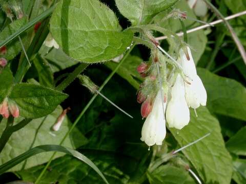 Image of Symphytum grandiflorum DC.