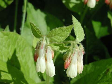 Image of Symphytum grandiflorum DC.