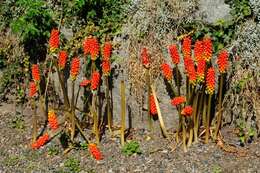 Imagem de Arum cylindraceum Gasp.