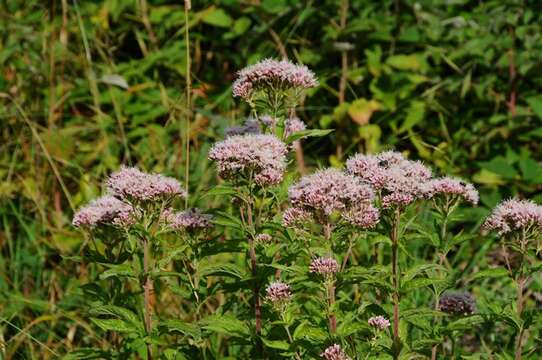 Image of Hemp-agrimony