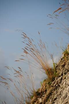 Image of fescue