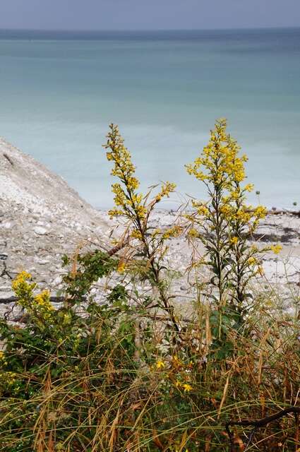 Plancia ëd Solidago