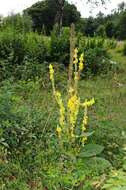 Image of mullein