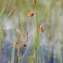صورة Carex magellanica Lam.