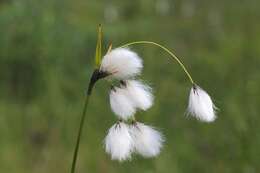 Image of cottongrass