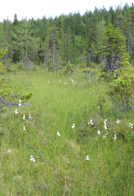 Image of cottongrass