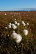 Image of cottongrass