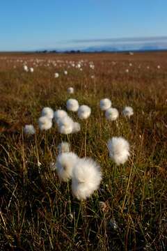 Plancia ëd Eriophorum